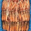 SCAMPI 31/40 GR.750 P.NETTO CONG.