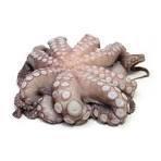 POLIPO OCEAN.INDONESIA 1000/2000 CONG.