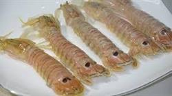 CANOCCHIE G ADRIATICO P.NETTO CONG.